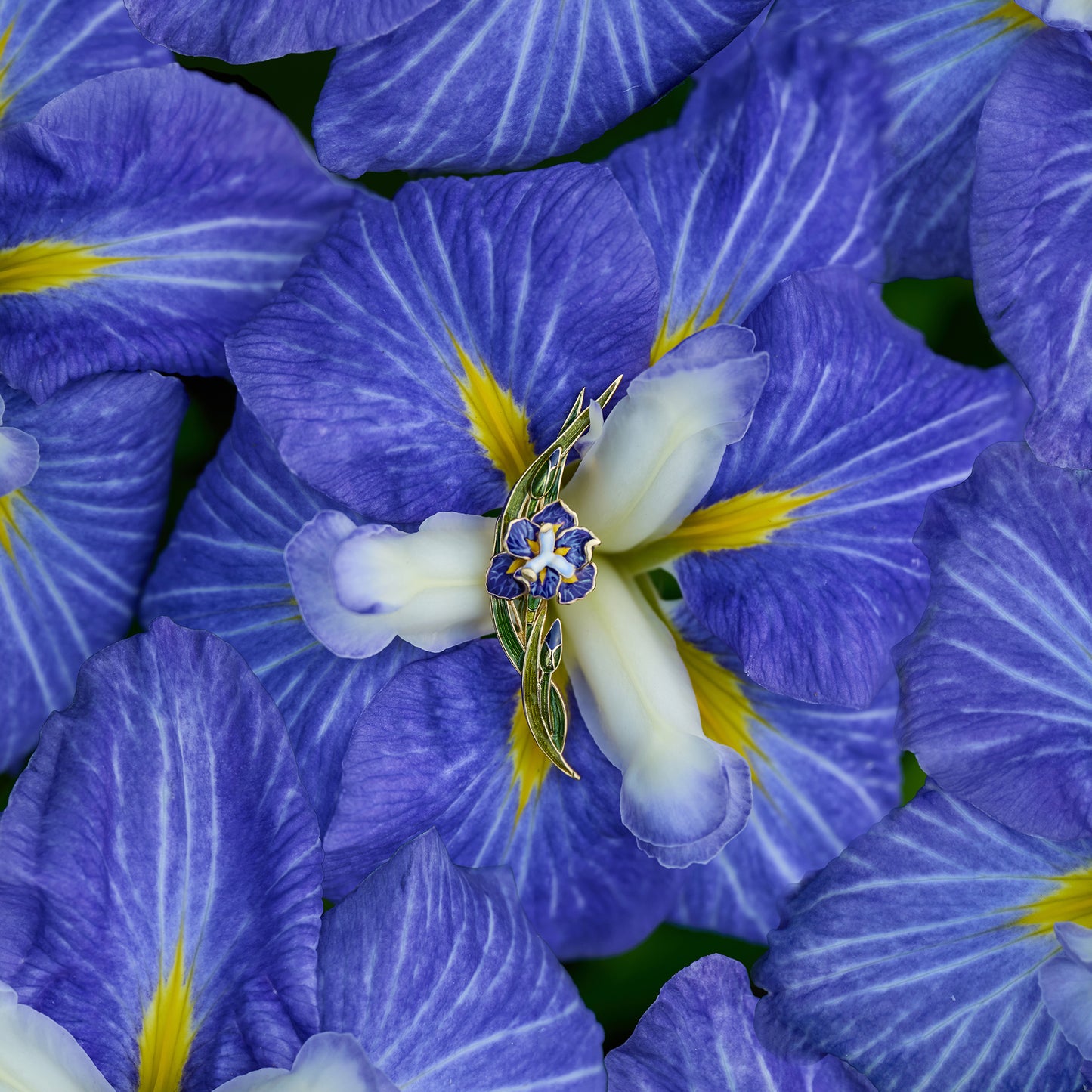 daparo Enamel Pins "Daparo Iris"