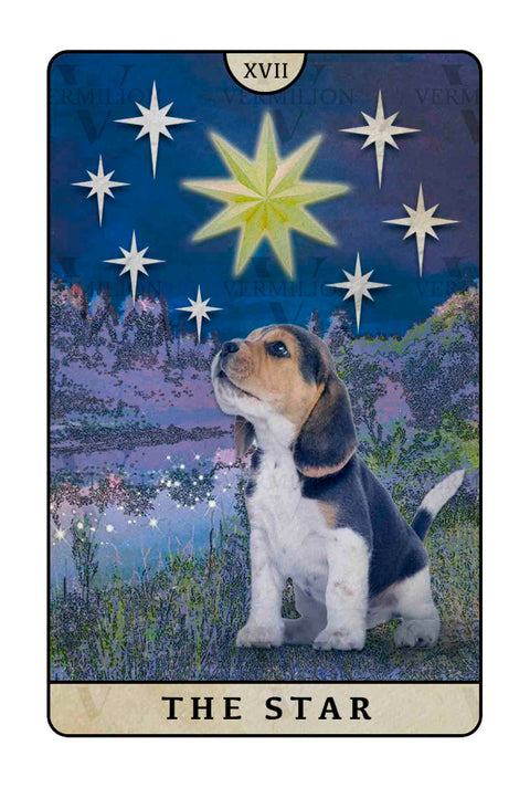 Beagle Dogs Tarot – The Star
