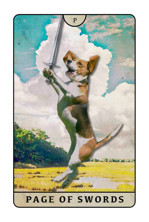 Beagle Dogs Tarot – Page of Swords