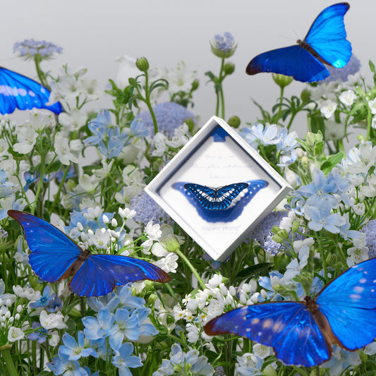 daparo Enamel Pins "Helena Morpho"