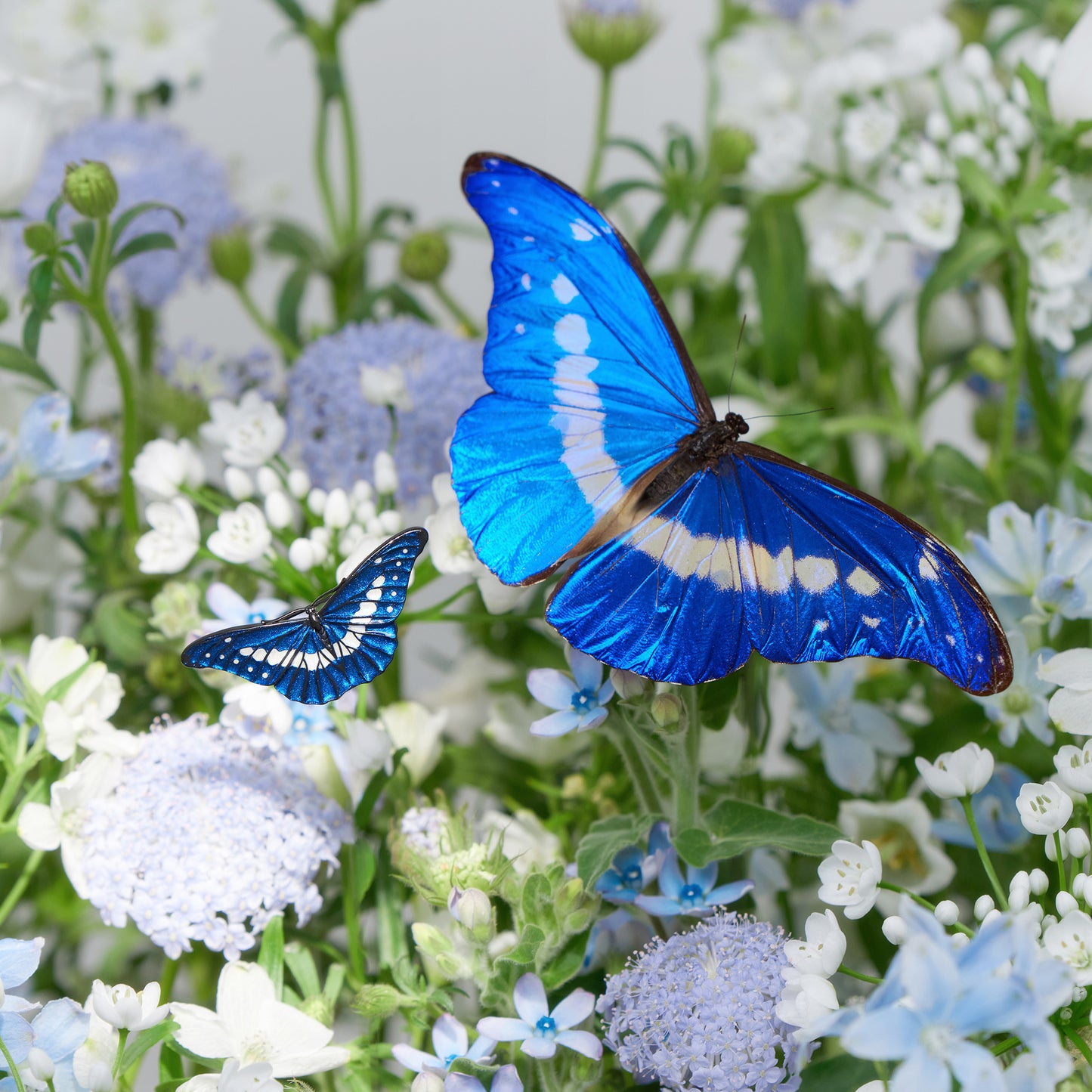 daparo Enamel Pins "Helena Morpho"